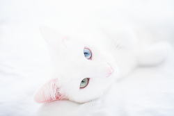 yuffii:  I call it: white cat on bed (by