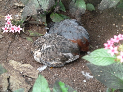 luckyuros:quail friends I saw at my brother’s wedding ovo