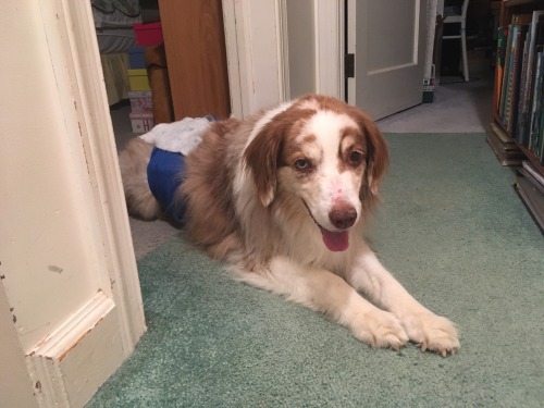 Sweet Boi All Diapered And Ready For Bed!