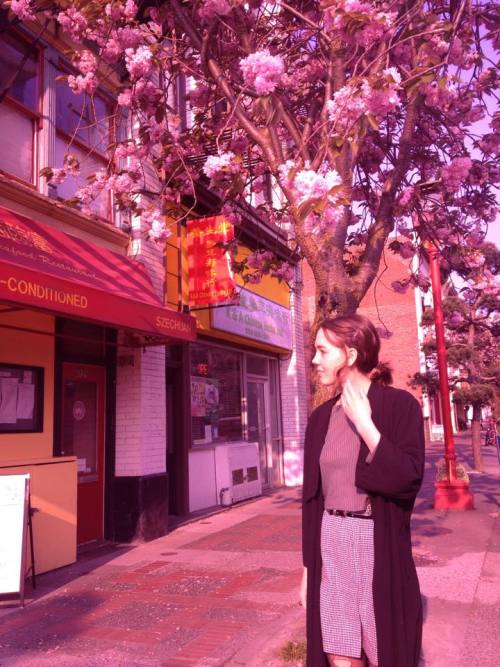 erynlou:  cherry blossoms! taken by em-muh
