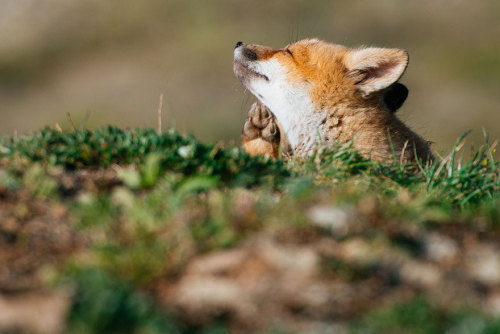 boredpanda:Russian Miner Spends His Breaks Photographing Foxes In The Arctic Circle