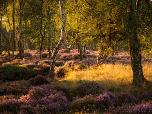 te5seract:    Stanton Moor &  Stanton Moor Heather  by  Elliot Hook