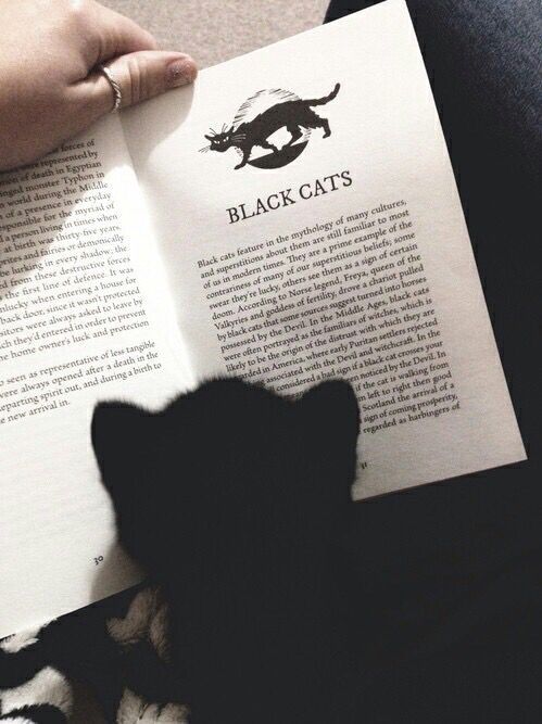 Porn photo trasemc:  cats and books!! i love it!