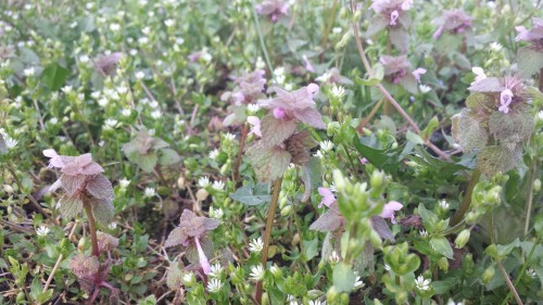 kihaku-gato: bambuita: Walked around the garden today to check how things are looking, since I will 
