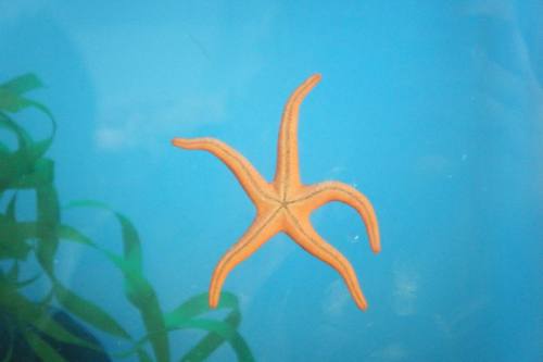 a blog