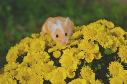 savannamatsonart:Mice in Flowers