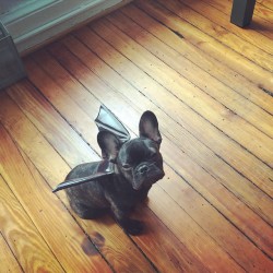 cute-overload:  Ready for Halloweenhttp://cute-overload.tumblr.com