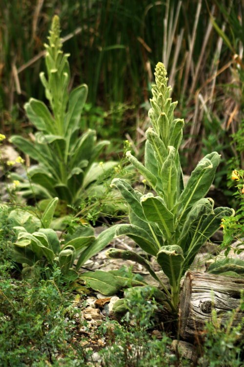 walking-geema: Roadside flowers~Common Mullein