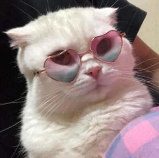 icons, headers, etc. — cats in glasses like/reblog if you use/save