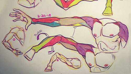 Various Arm Studies Implementing Simplified Muscle Structures For Better Understanding And Quick-hand