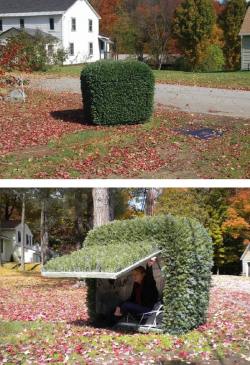 joeyfresherr: picsthatmakeyougohmm:  hmmm  That’s the hide n seek bush from Edd, Ed, eddy  