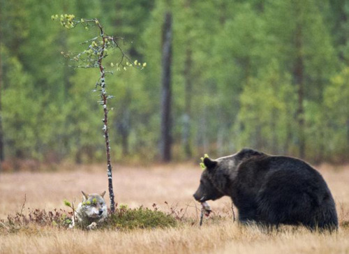 vmagazine:  Somewhere in the wilderness of Northern Finland a male bear and female wolf strikes up an unlikely friendship, each evening after a hard-day’s hunting this pair could be seen sharing dinner together while enjoying the sunset. Between the