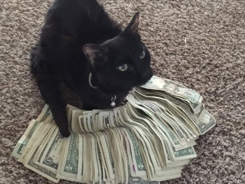 cleangal:Hey guys! It’s the Money Cat of 2018! Reblog and like for good luck and money!!!