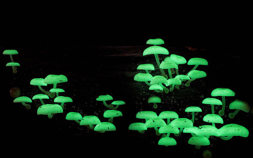 putyourlovinghandout:littlelimpstiff14u2: The Mystical World Of Mushrooms Captured In Photos Most pe