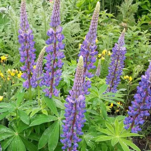 It&rsquo;s lupine (Lupinus) season! These lovelies are a welcome sight after all of today&rs