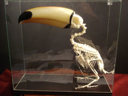 prokopetz: seelcudoom:  cryptid-quartz:  Toucans are pretty weird, right?  I mean look at them, they’re all fucking beak. But they get weirder.  Have you ever seen a toucan skull?  I MEAN LOOK AT THIS THING THEIR BEAK IS TALLER THAN THEIR ENTIRE FUCKING