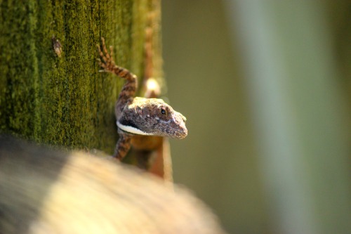 Brown Anole  @emilyecase