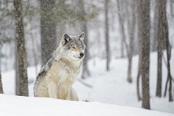 A Real Lonewolf