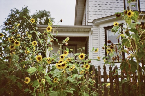 Ode to VincentKonica MG / Kodak Gold 200 Film Collingswood, New Jersey