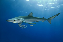 the-shark-blog:  8867 Blue Shark by PaoloLora 