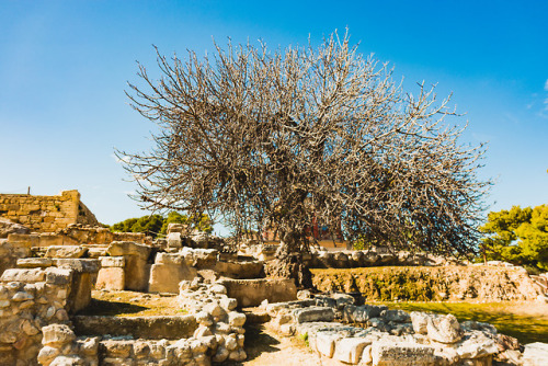 Old and older.Fig tree in the grounds of the Palace of Knossos, Crete 2018.