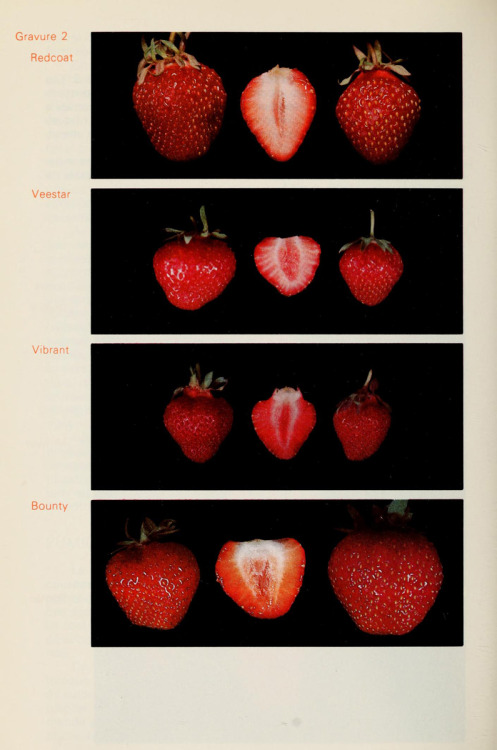 i love strawberries