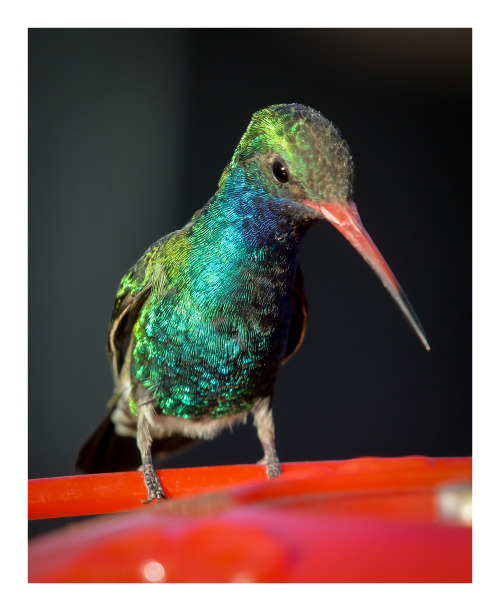 fatchance:Sparkle bird.Broad-billed hummingbird / colibrí pico ancho (Cynanthus latirostris).