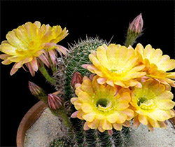 bloody-teeth: Cactus flowers blooming!!! ❀