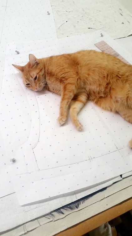 heykaylabeth:cats in the workplace means cat on top of your work all. the. time.(this is kiera and s