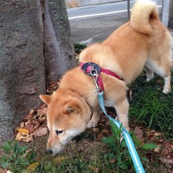 shibainu-komugi:  クンクン.. #shiba #dog