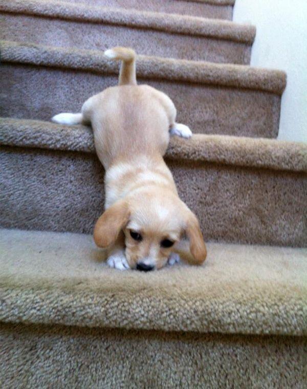 thebabyanimals:  beautiful blog full of baby animals!