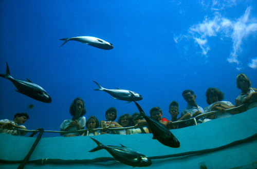 In a fish-eye&rsquo;s view, tourists peer down at aquarium fish in Miami, Florida, 1963.Photogra