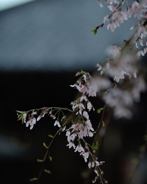 arai-yakushi with spring flowers. #japan #tokyo #tokyocameraclub #spring #nature #nikon #nikonphotog