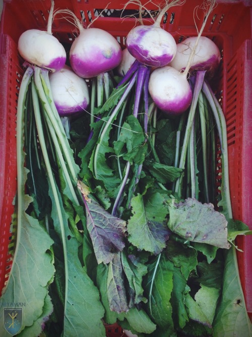 Busy Saturday working in the Hyperborean Garden, harvesting vegetables to be sold at the Farmers&rsq