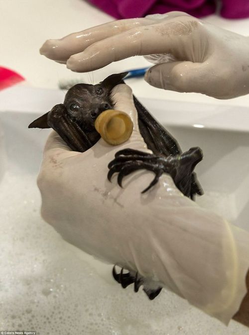 catsbeaversandducks:The Tolga Bat Hospital: where adorable abandoned baby bats are wrapped in blanke