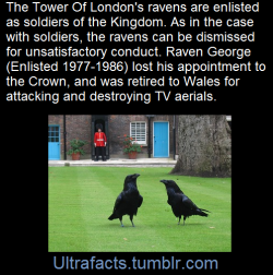 ultrafacts:  The ravens of the Tower of London are a group of captive common ravens which live in the Tower of London. The group of ravens at the Tower comprises at least seven individuals (six required, with a seventh in reserve). The presence of the
