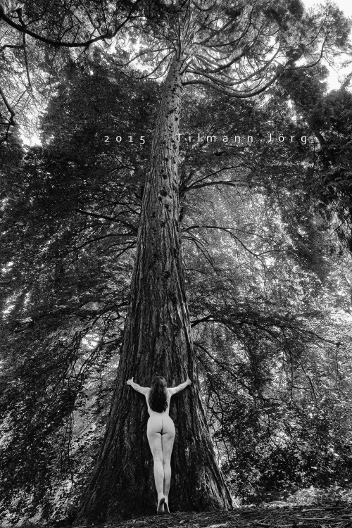 nudegermans:  nudegermans:  This is one of the largest Mountain Red Woods in  Germany, located on the Mainau Island in the Lake Constance, Germany.The first Redwoods in Germany were planted in the 18th century. So if I ever want to see a really big one,
