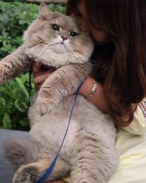 techyvegan:mizoguchi:pouho:WHO is he someone please TELL me who this Boy is That’s Bone Bone the cat