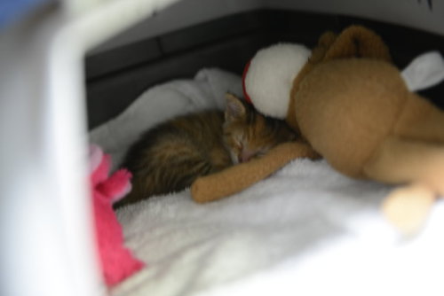   A little furry crew member: a tiny rescued kitten prowls around TV station. KENS 5 & Kens5.com employees found quite the cute surprise hiding under a vehicle in their back parking lot. The precious kitten was about a week old or so. KENS 5 Facebook