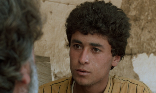 artfilmfan:  Through The Olive Trees (Abbas Kiarostami, 1994)