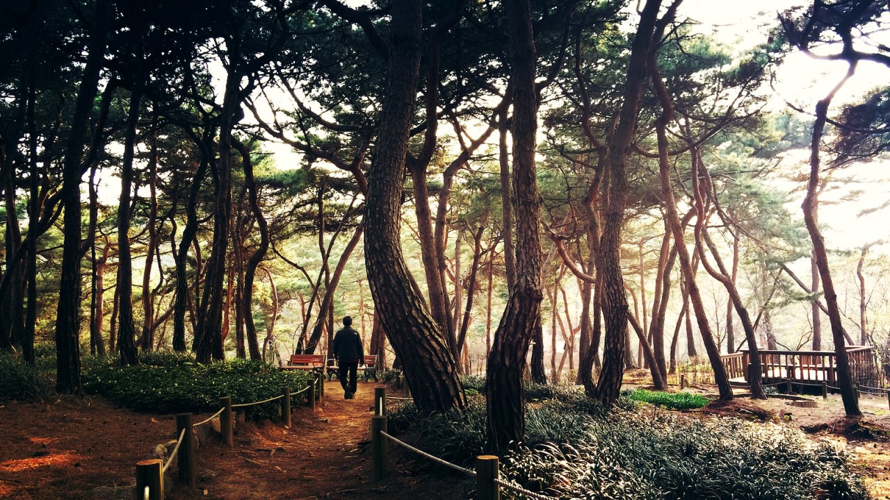 rjkoehler:  Walking among the pines, Mt. Achasan, Seoul.Same as previously uploaded