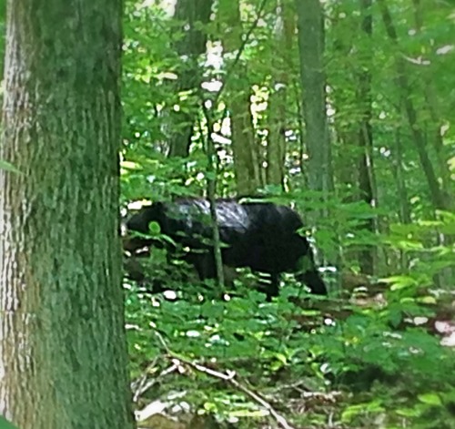 My friends went on a hiking trip in the Shenandoah National Park in Virginia over 4th of July weeken