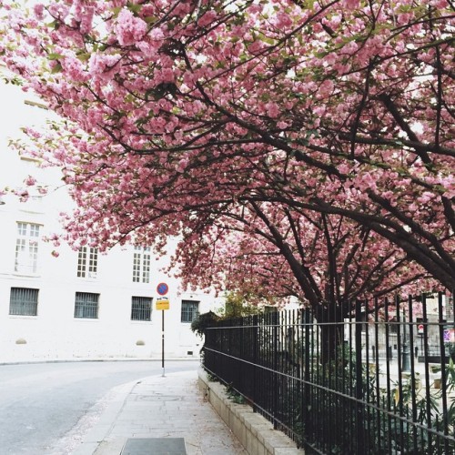 saintjoan:spring rose blossoms 