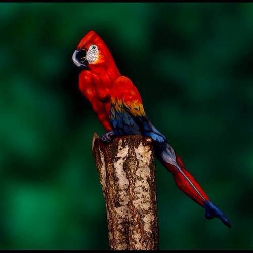 lipstickstainedlove:  actionables:  look at this picture when you see it, you cannot unsee it it’s a woman PAINTED TO LOOK LIKE A PARROT A WOMAN it took me 5 minutes to find her I WAS LIKE NO THAT’S NOT A WOMAN, THAT’S A PARROT                 