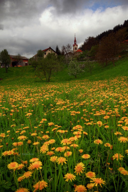 allthingseurope:  Slovenia (by Robyn Hooz