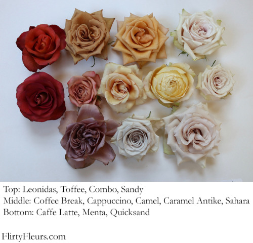 i-fought-space:Some rose varieties. More at the source.