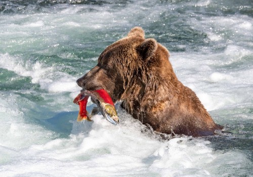 A grizzly bear feeds on salmon at Brooks Falls, in Alaska’s Katmai National Park.Robert Frashu