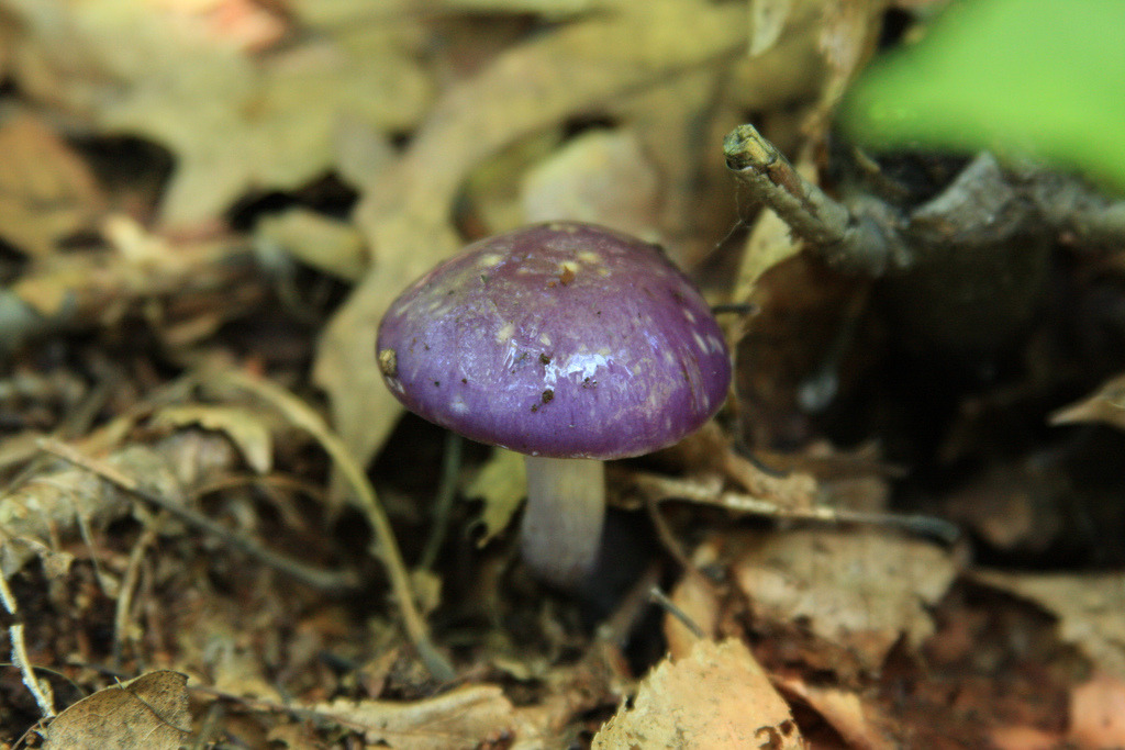 yolalan:  Cortinarius iodes