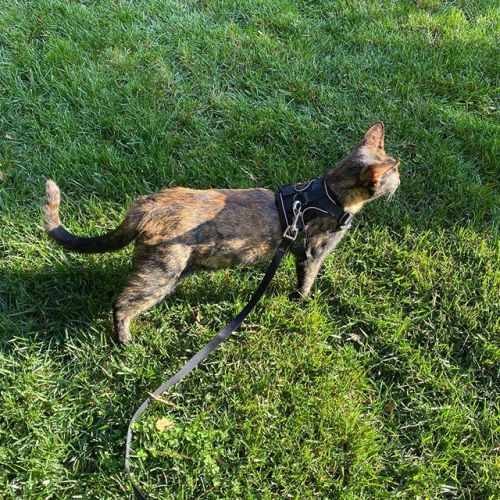 Oswin is starting to enjoy her backyard walks. #cat https://ift.tt/2uRzodQ