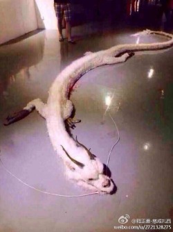 youngharlemnigga:  black-m3rmaid:  imjoselinehernandezbaby:  childrenmilk:  theworldofchinese:  A Man Found a “dragon” on his backyard The Chinese weibo and weixin are circulating the images of the “dragon”, it is yet unknown if the dragon is
